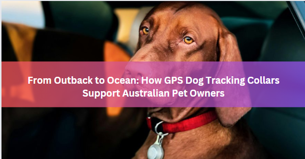 From Outback to Ocean: How GPS Dog Tracking Collars Support Australian Pet Owners